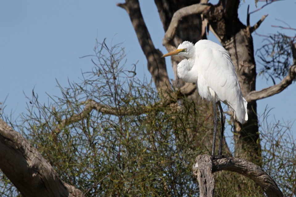 Eastern Great Egret (Ardea modesta)